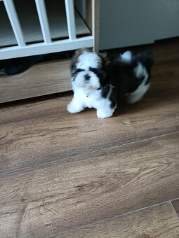 Shih Tzu Tricolor Suczka - 3
