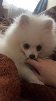 Szpic miniaturowy - 3