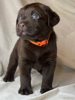 Labrador czekoladowy szczenię - 3