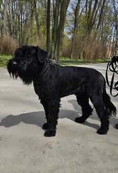 Sznaucer Olbrzym czarny reproduktor krycie - 3