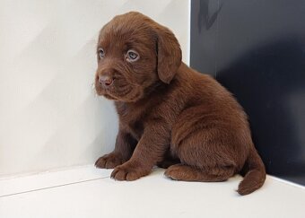 Labrador Retriever - 3