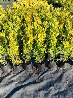 Tuje braband, szmaragd, kornik, aureospicata - 3