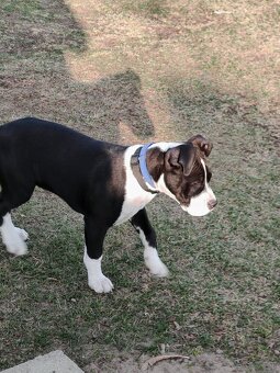 Suczka amstaff 4 miesiące - 3