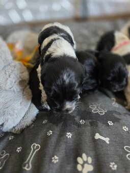 Cocker spaniel angielski - 3