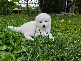 Samoyed - szczenięta - 3