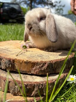 Królik miniaturowy mini lop seal point - 3