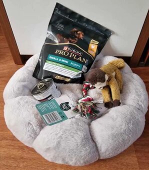 Chihuahua malutki kremowo biały piesek - 3