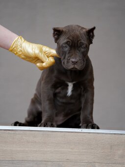 Bandog šteniatka - 3