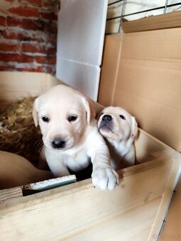 Szczeniak labrador/golden retriever - 3