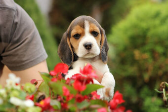Beagle szczeniaczki ZKwP FCI po Championie - 3