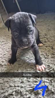 Szczeniak rasy Amstaff - 3