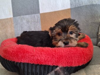 Piesek York Black Tan - 3
