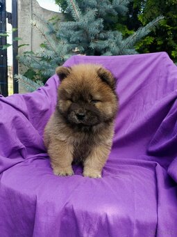 Wzorcowe Chow Chow Czał Czał rodzice FCI - 3