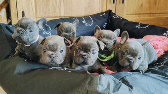 Buldog francuski BLUE szczeniak pies piesek suczka RODOWÓD - 3