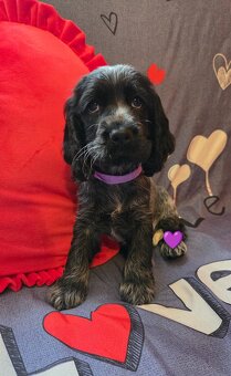 Coker Spaniel Angielski - 3