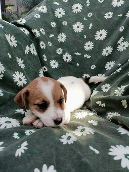Jack Russell terrier JRT rodzice FCI - 3