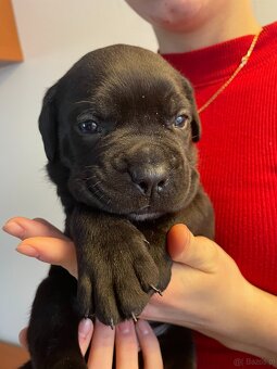 Szczenięta Cane Corso z FCI - 3