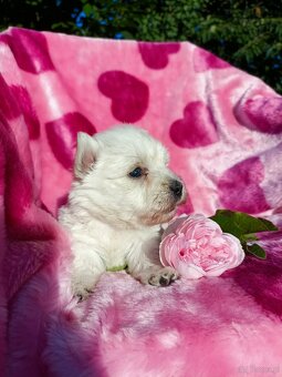 Wzorcowa suczka West highland white terrier ojciec FCI - 3