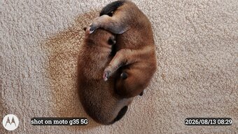 Dwoje szczeniąt Shiba Inu ur.07.08.2026r. - 3