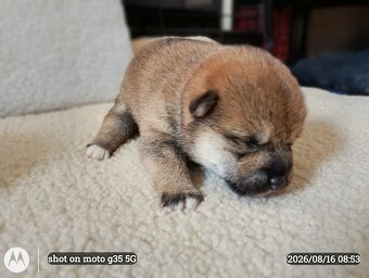 Dwoje szczeniąt Shiba Inu ur.07.08.2026r. - 3