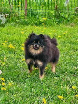 Pomeranian - 3