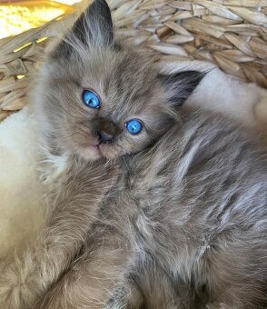 Rasowe kocięta Ragdoll - 3