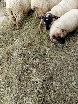 Baranki do Twojego ogródka - 3