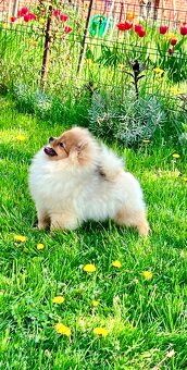 Pomeranian spitz - 3