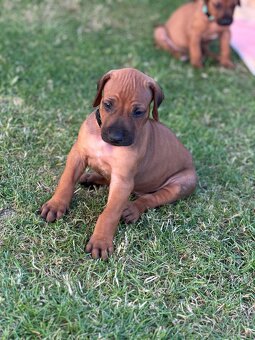 Rhodesian Ridgeback s pp - 3