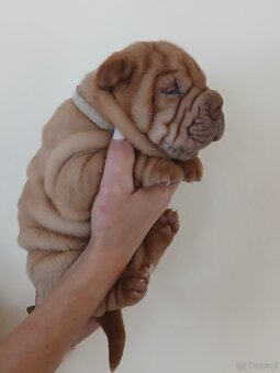 Sharpei, šarpej stěně s PP - 3