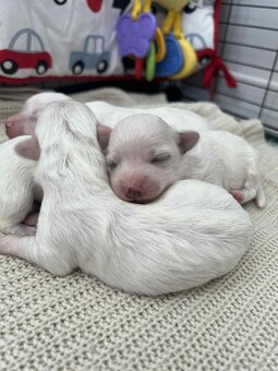 Maltańczyki z  rodowodem - 3