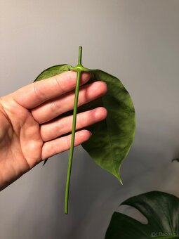 Hoya Coriacea Silver - 3