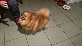 szpic miniaturowy - 3