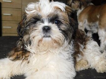 Sunia shih tzu Bibi - 3