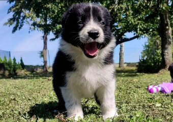 Rasowa i radosna suczka BORDER COLLIE - pełną dok. przebadan - 3