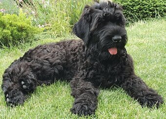 Czarny terier rosyjski - szczeniak - 3