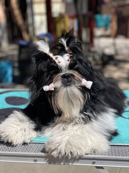 Shih Tzu PP ( shihtzu, sicu) - 3
