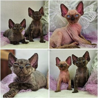 Devon rex z rodowodem - 3