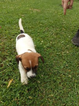 Jack Russell terrier - 3