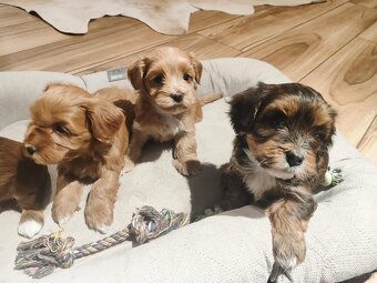 Hawańczyk rodowód FCI - 3