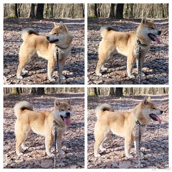 Shiba Inu - czerwony, roczny samczyk - 3