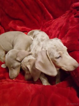 Jamnik miniaturka merle izabell lub gładki izabell - 3