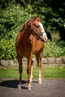 APH gelding 3yo - 3