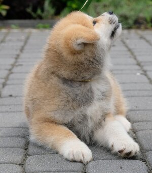 Akita Inu Akita japońska ZKWP FCI po Championie - 3
