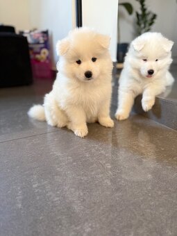 Samoyed - 3