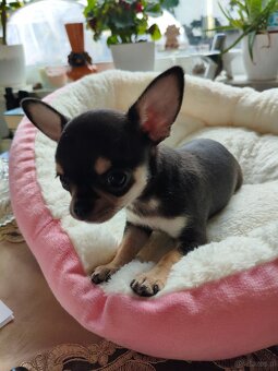 Chihuahua - 3