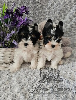 Yorkshire Terrier Biewer (TRICOLOR) piesek PASZPORT - 3