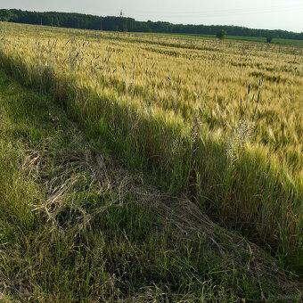 Przestrzenne siedlisko z domem , budynkami do produkcji ro - 3
