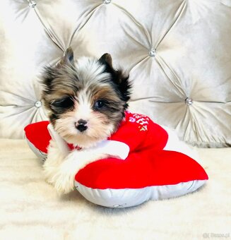 York Mikołaj z Bajki - do Kochania. Cudak. - 3