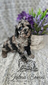 Pudel Toy/Miniaturowy Blue Merle adania Genetyczne Paszport - 3